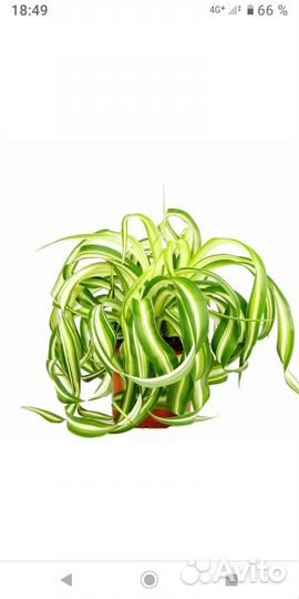 Хлорофитумы: Бонни Кудрявый и Вариегата Хохлатый