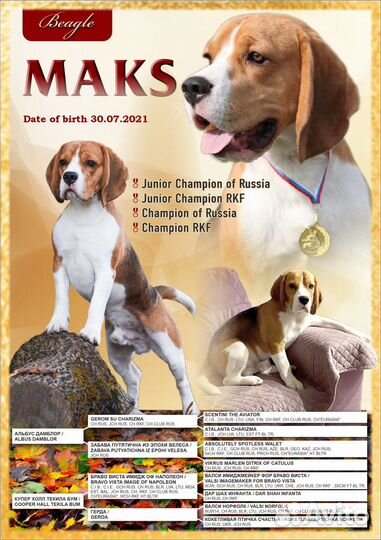 Бигль вязка