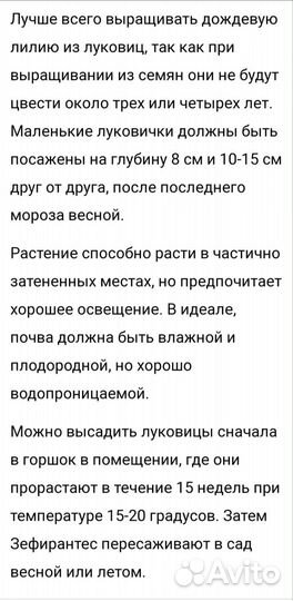 Зефирантес (Дождевая лилия)