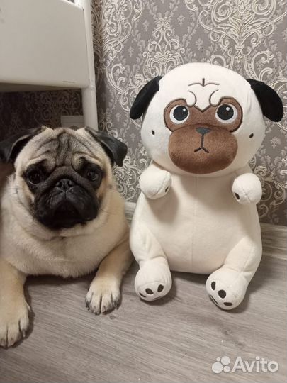 Мопс вязка мальчик