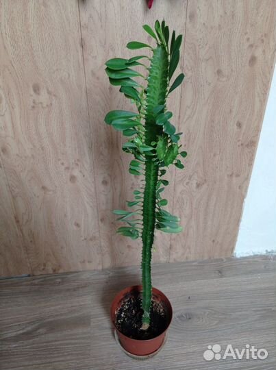 Комнатные цветы