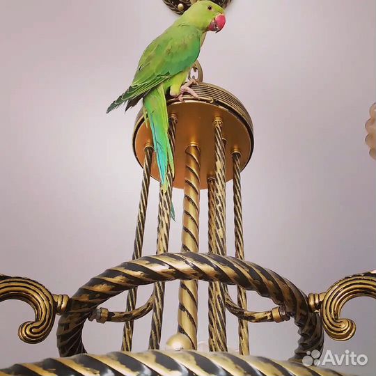 Ожереловый попугай самец