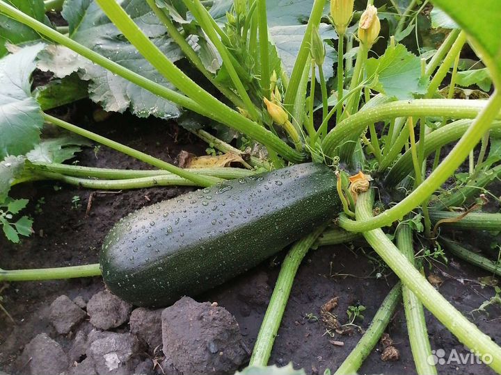 Кабачки дачные. Растения