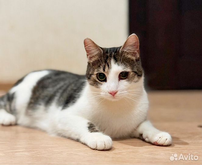 Ласковый смелый молодой кот в дар