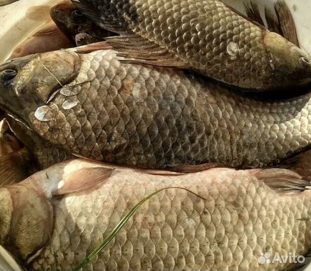 Рыба на корм животным или для переработки