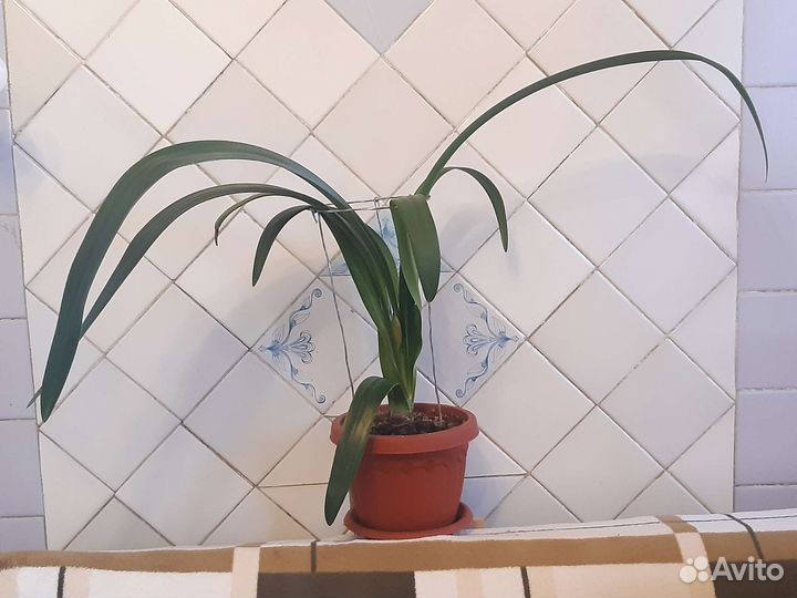 Гиппеаструм амараллис (лилия комнатная)