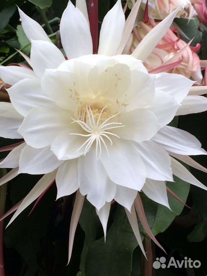 Эпифиллум, бегония, гибискус, антуриум