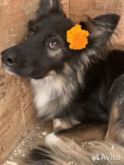 Красотка Эвита в добрые руки