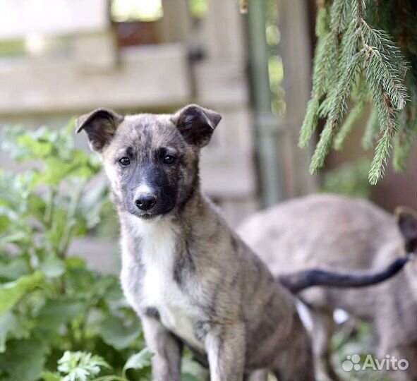 Тигруша в дар