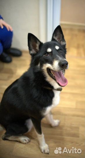 Собака в добрые руки