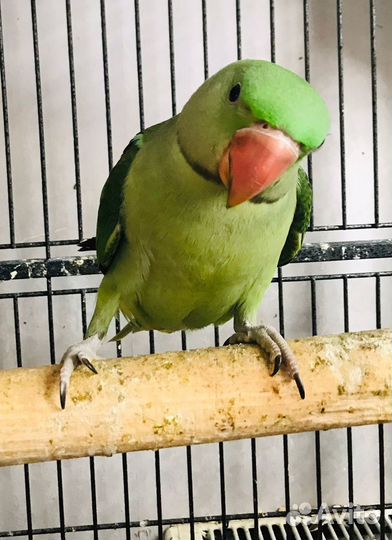 Александрийский попугай ручной