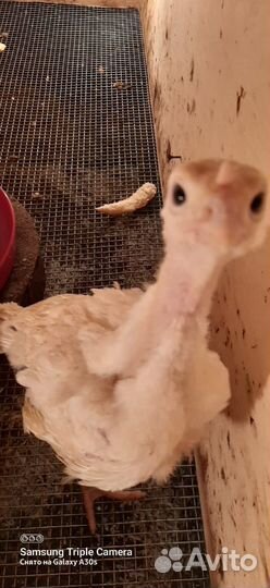 Индюшата хайбрид подрощенные