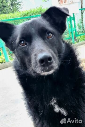 Чёрная лайка - юный красавец, джентльмен во фраке