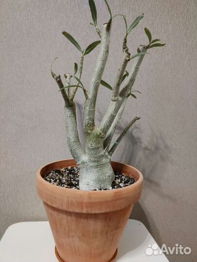 Адениум взрослый