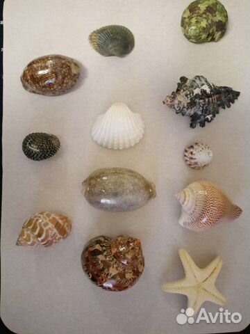 Морские ракушки и мыльница с ракушками
