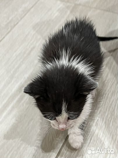 Котёнок. Отдам в добрые руки