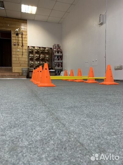 Дрессировка, груминг, подготовка к выставке