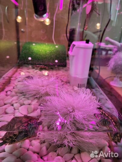 Красноухая черепаха