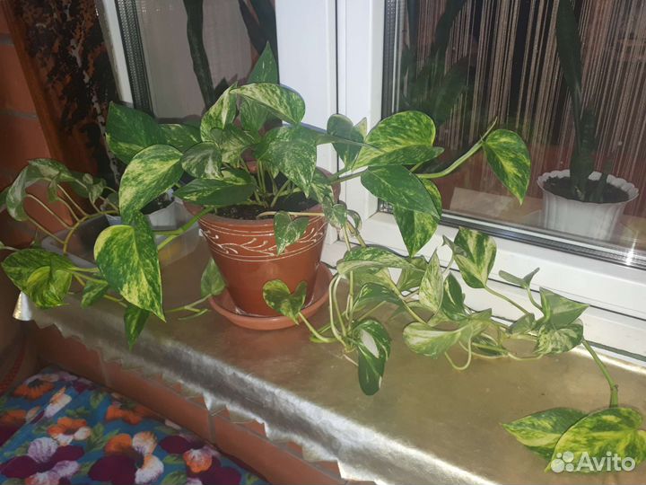 Сциндапсус - комнатная лиана