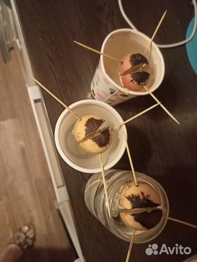 Авокадо отросток