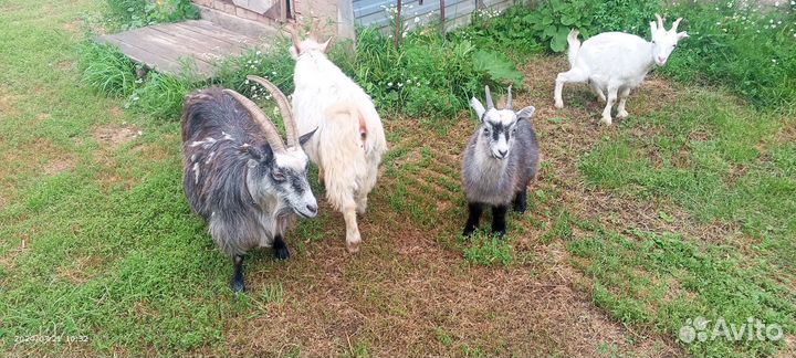 Козлята 6 месяцев