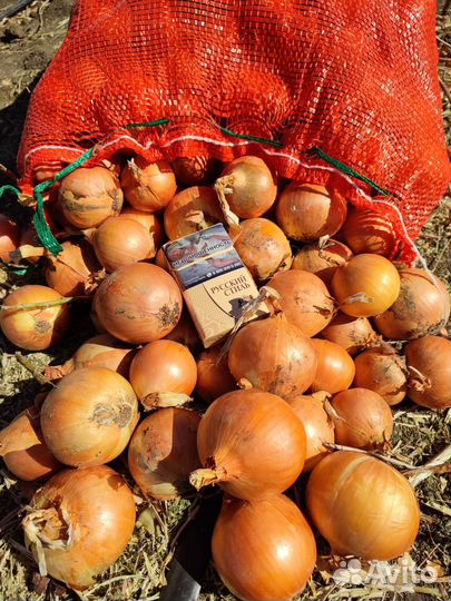 Лук репчатый оптом