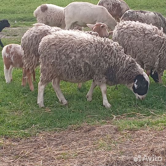Барашки на племя (бронь)