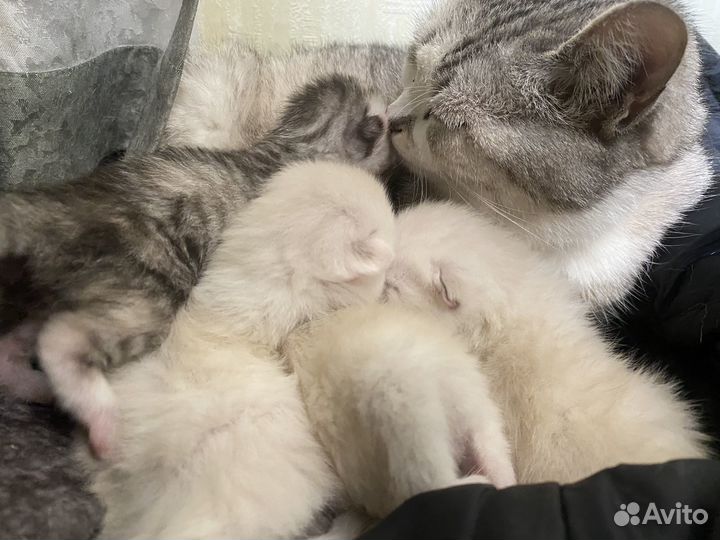 Шотландские котята