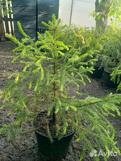Ель обыкновенная саженцы