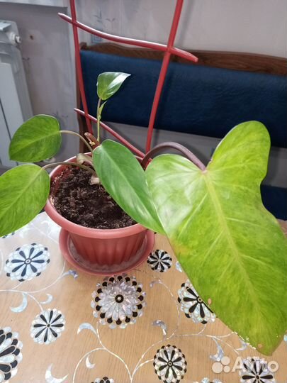 Комнатные цветы