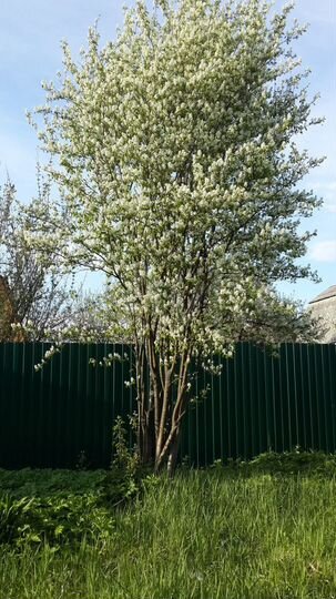 Дача 24 м² на участке 4 сот.