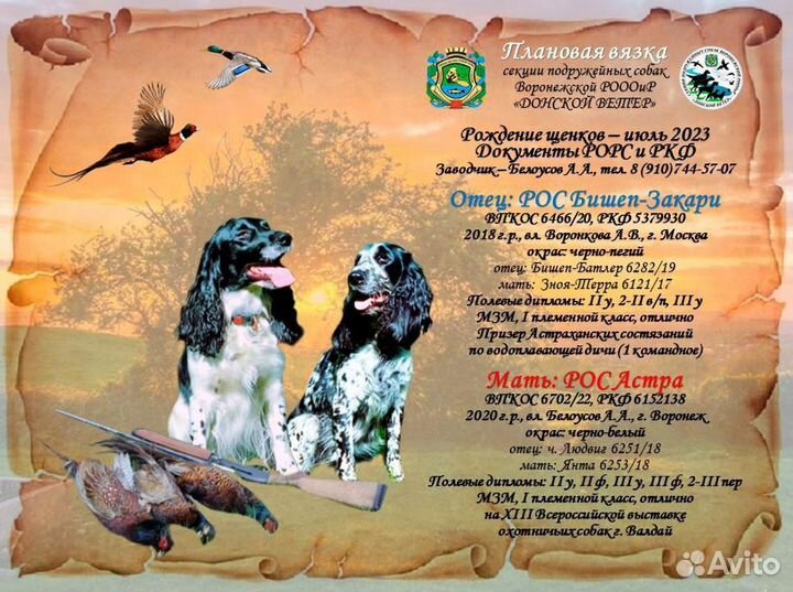 Русский охотничий спаниель щенки