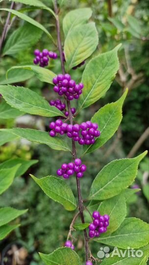 Черенки декоративных растений