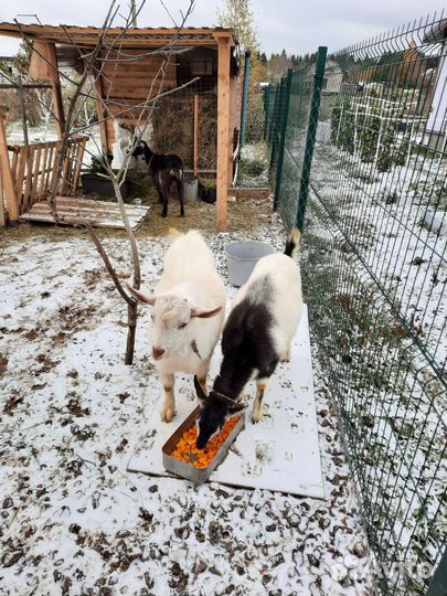 Козел зааненский