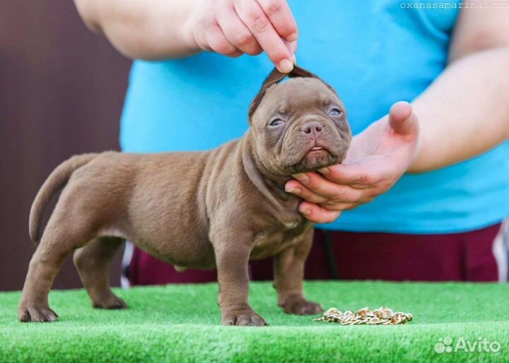 Щенки Американского булли микро