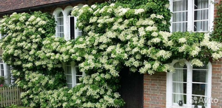 Гортензия черешковая