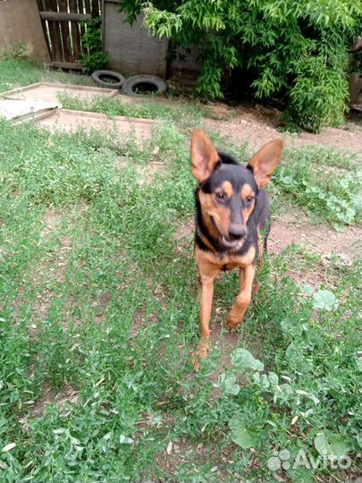 Пол добермана