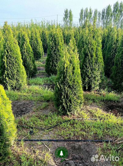 Туя смарагд на участок