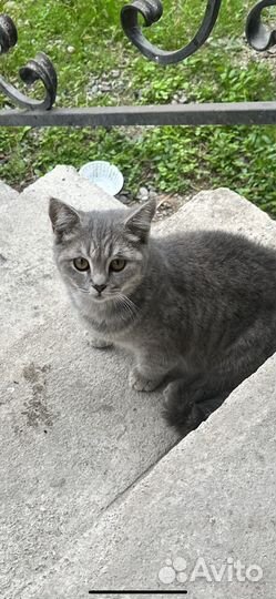 Кошки бесплатно