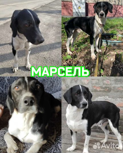 Собаки из приюта