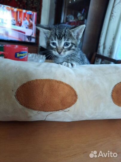 Кошки в добрые руки бесплатно