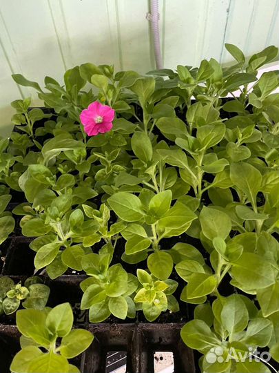 Рассада петунии тайдал