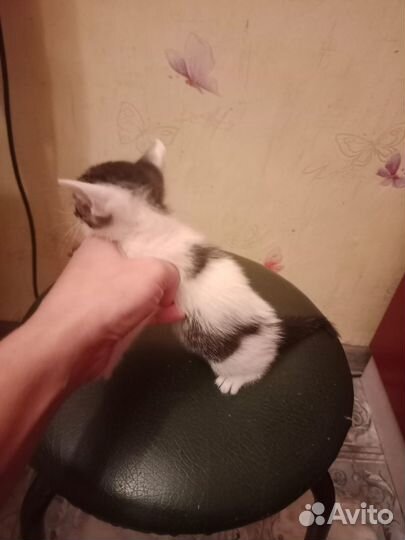 Кошка в дар бесплатно