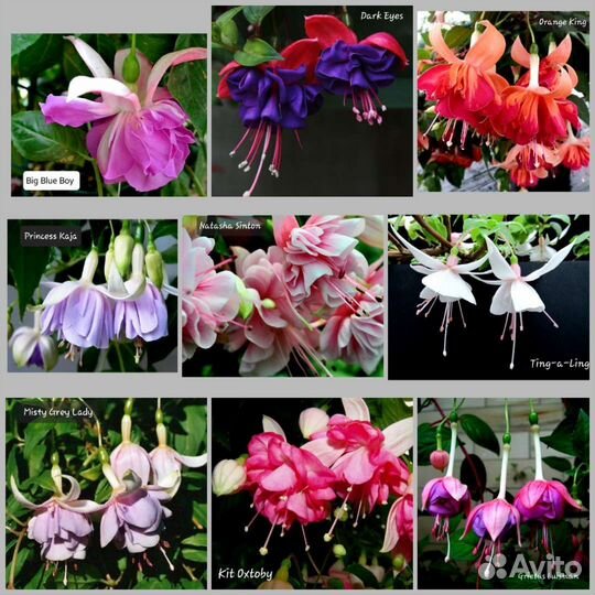 Фуксия 61 сорт