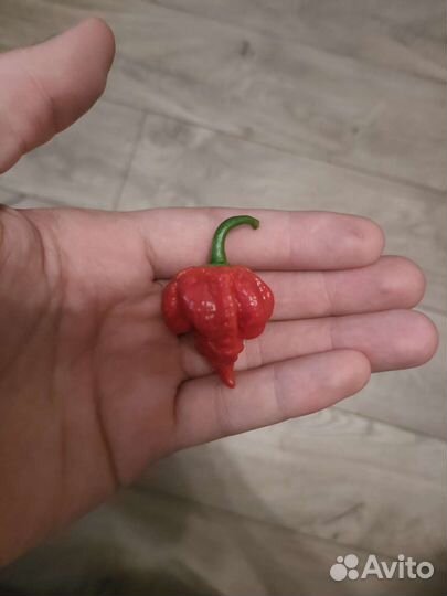 Перец Каролина Рипер свежие плоды