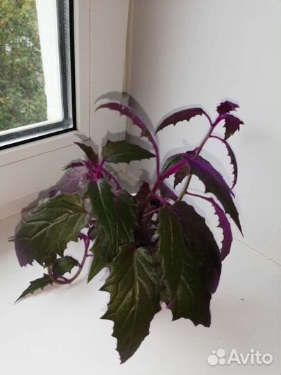 Отростки Гинуры