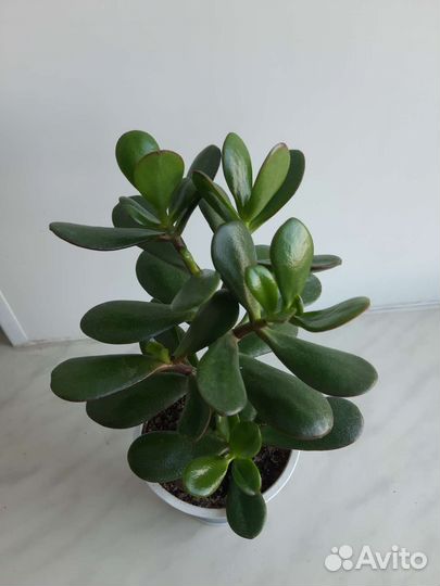 Толстянка, денежное дерево, крассула овата