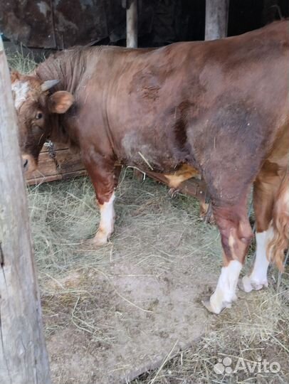 Быки на мясо