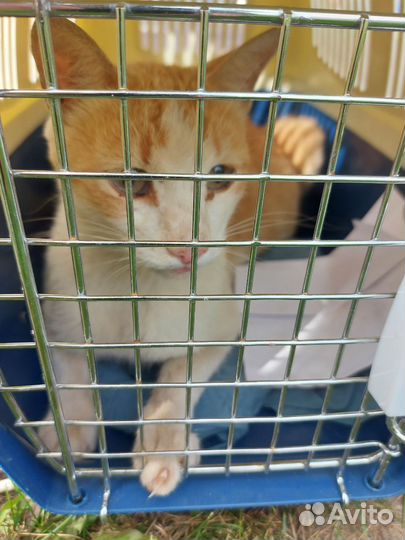 Рыжая красотка ищет дом. Москва, Ромашково