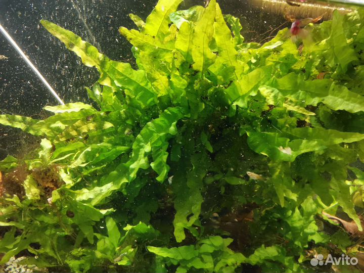 Криптокорина вендта/обмен